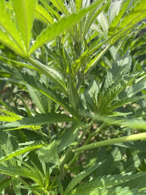 Perma Outdoor. Week 18