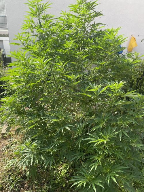 Chimera cut. Week 15