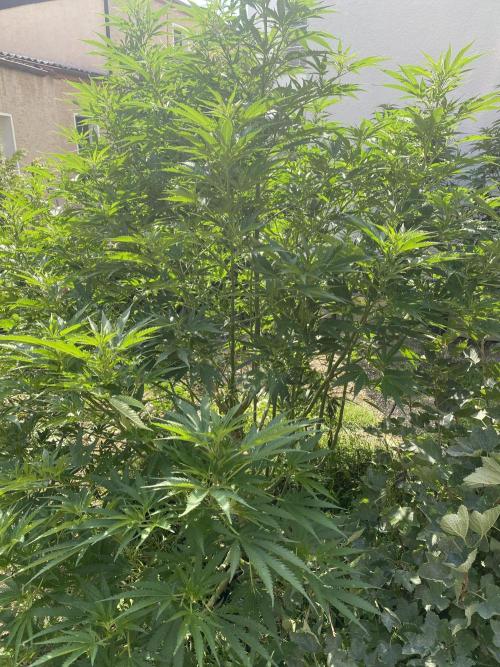 Chimera cut. Week 15