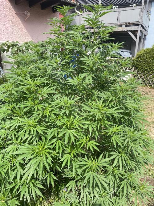 Chimera cut. Week 15