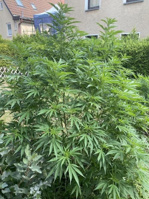 Chimera cut. Week 15