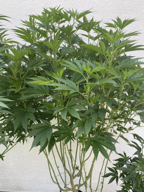 Bananaconda. Week 19
