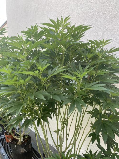 Bananaconda. Week 19