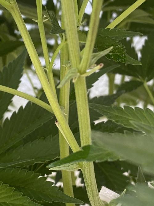 Bananaconda. Week 19