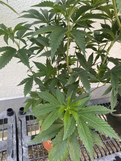 Death's Breath. Week 5