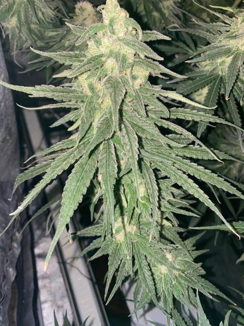 La Kush Cake. Week 9