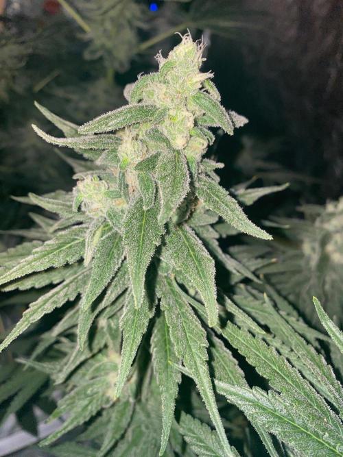 La Kush Cake. Week 9