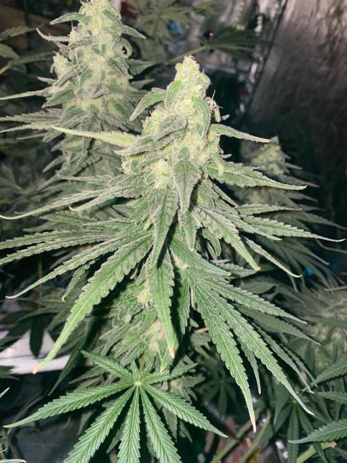 La Kush Cake. Week 9