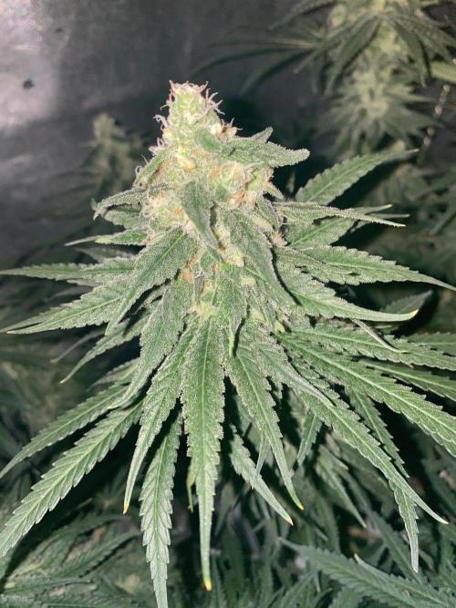 La Kush Cake. Week 9