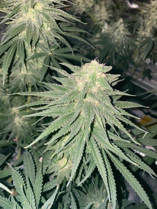 La Kush Cake. Week 9