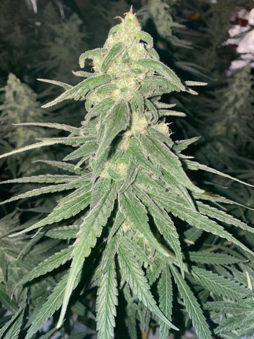 La Kush Cake. Week 9