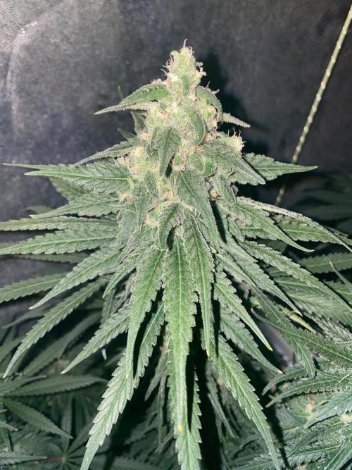 La Kush Cake. Week 9