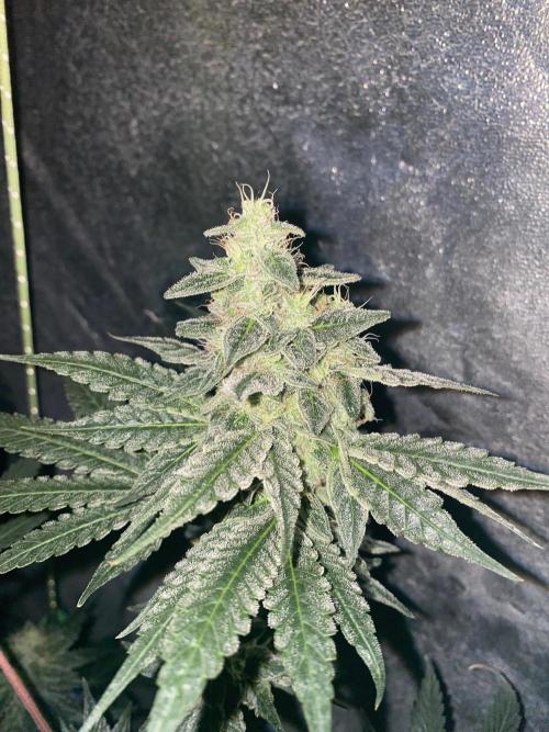 Super Boof by someone other. Week 9