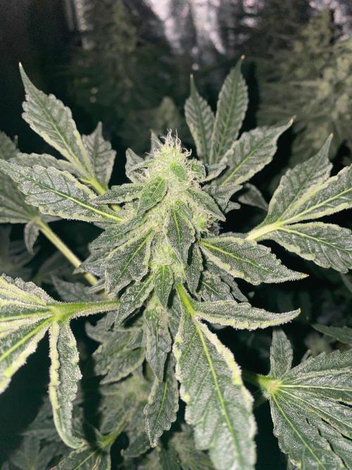 Super Boof by someone other. Week 9