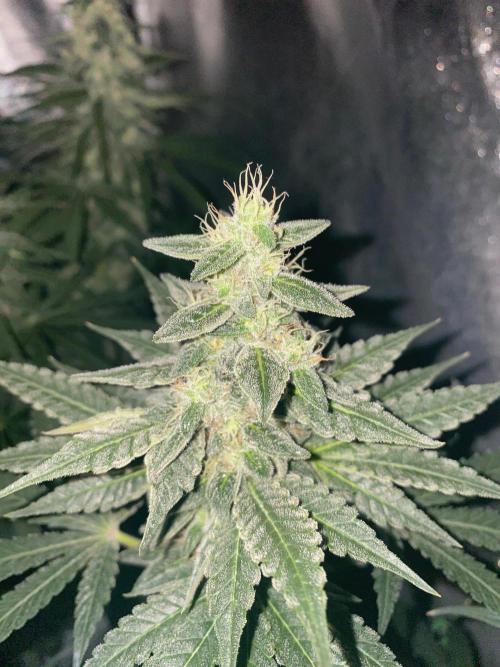 Super Boof by someone other. Week 9