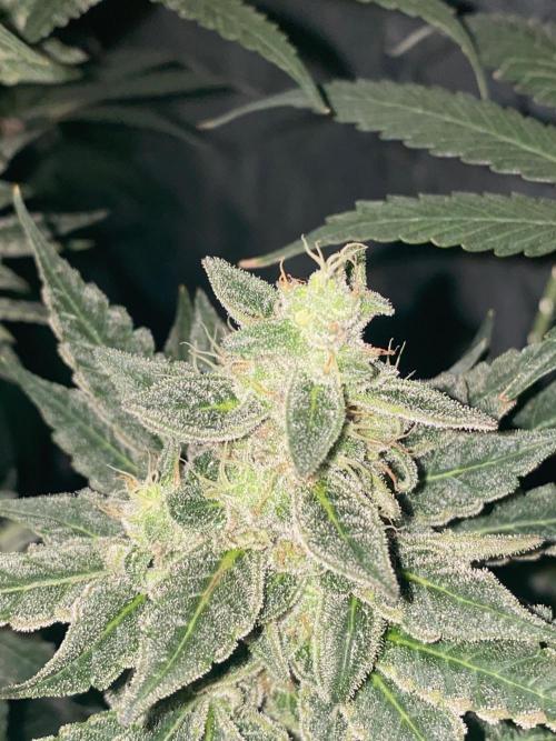 Super Boof by someone other. Week 9