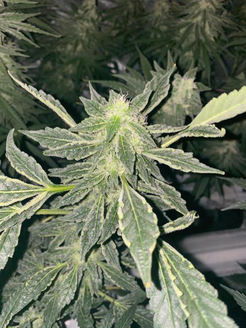 Super Boof by someone other. Week 9