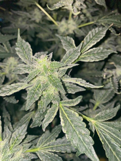 Super Boof by someone other. Week 9