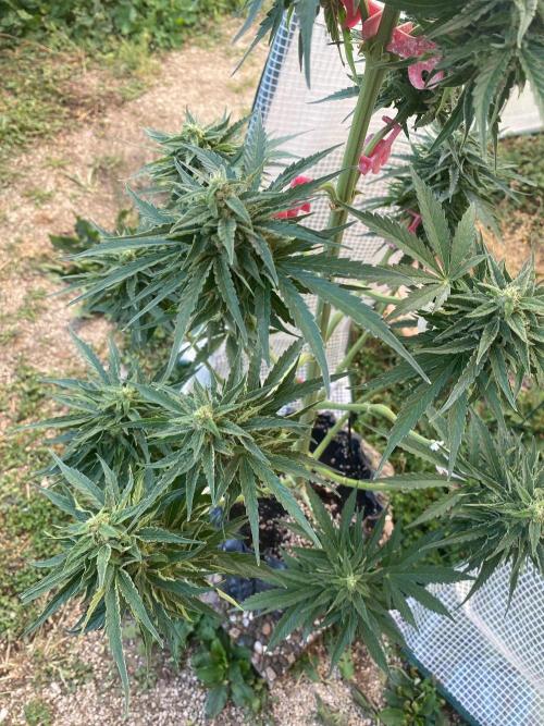 Runtz f1 in a cube. Week 8