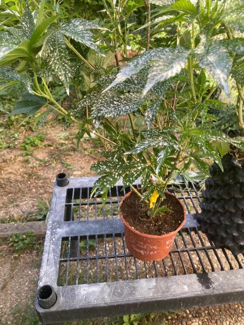 Death's Breath. Week 6