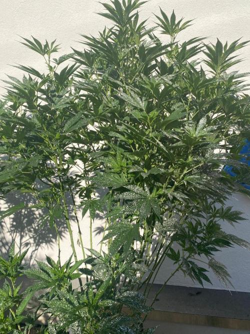 Bananaconda. Week 20