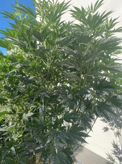 Bananaconda. Week 20