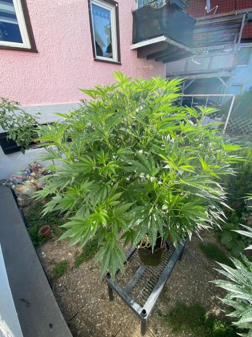 Bananaconda. Week 20