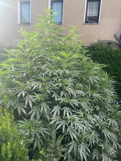 Chimera cut. Week 16
