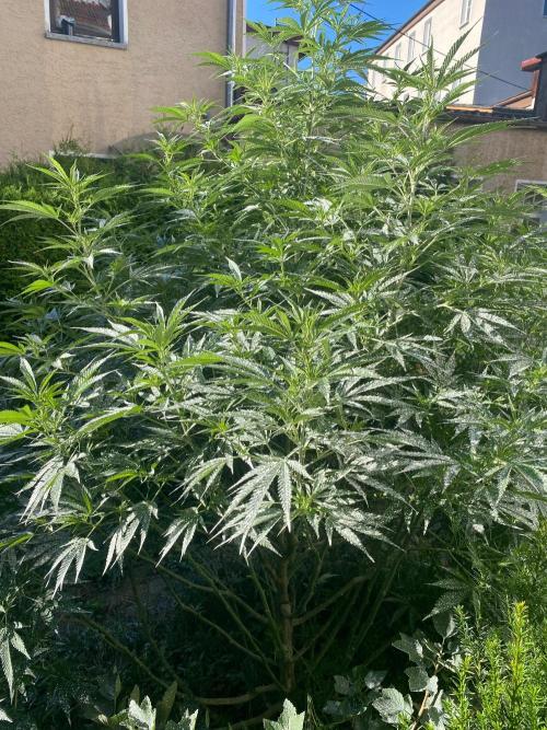 Chimera cut. Week 16