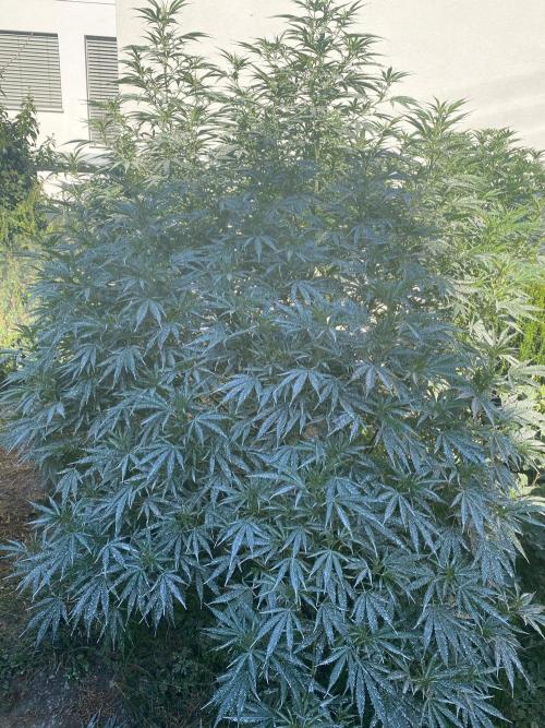 Chimera cut. Week 16
