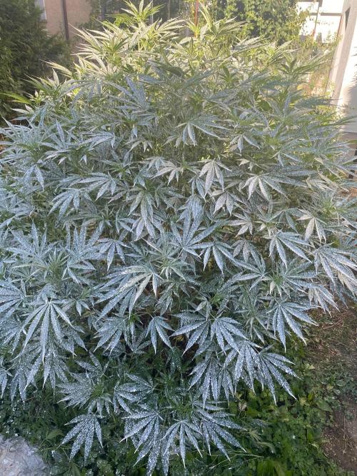 Perma Outdoor. Week 19
