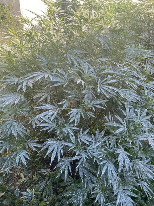 Perma Outdoor. Week 19