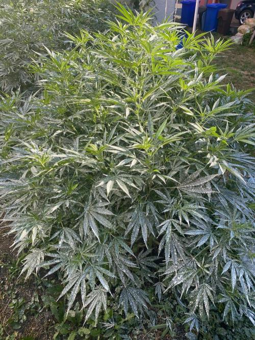Perma Outdoor. Week 19