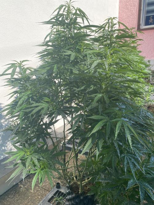 Vanilla?. Week 17