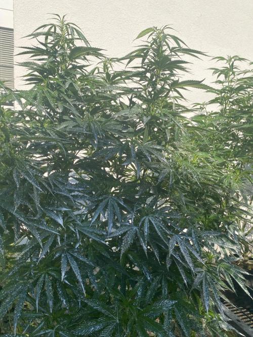 Vanilla?. Week 17