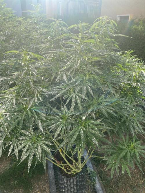Vanilla?. Week 17