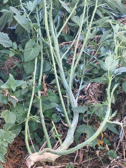 Dante’s Inferno Outdoor 2026. Week 14 - Off…