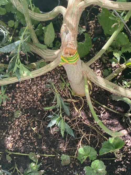 Dante’s Inferno Outdoor 2026. Week 14 - F…