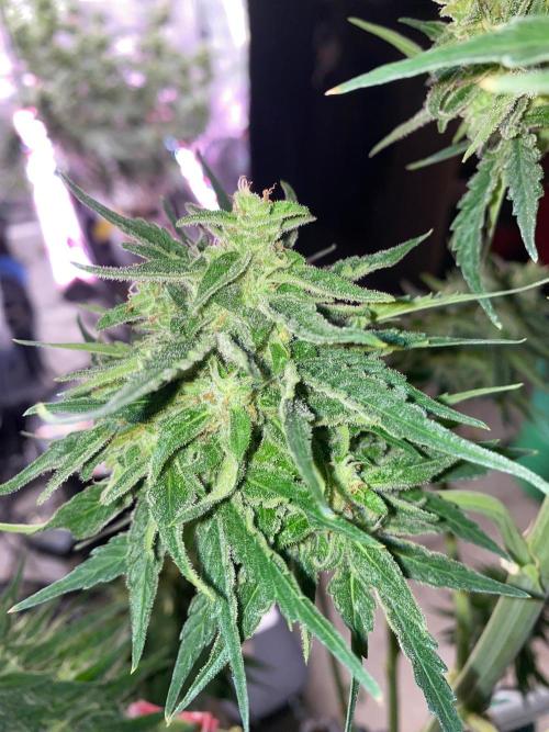 Runtz f1 in a cube. Week 9