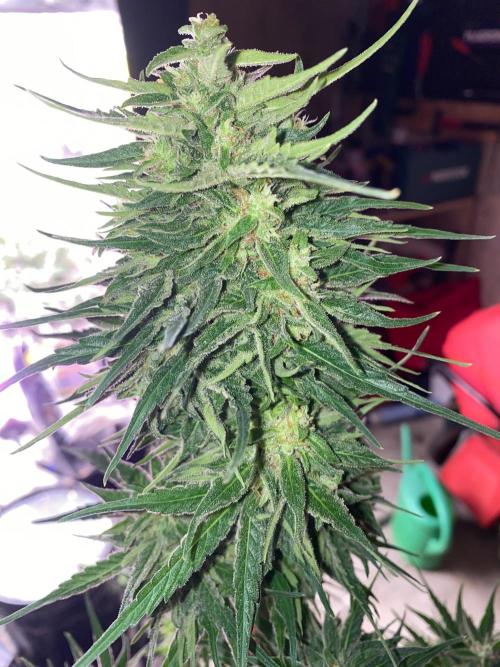 Runtz f1 in a cube. Week 9