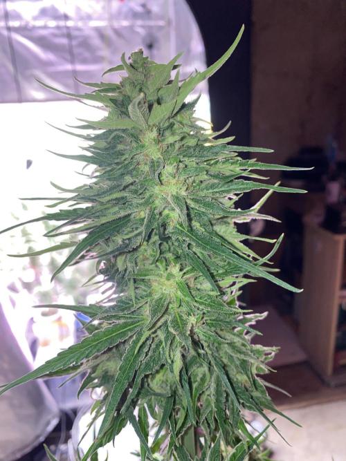 Runtz f1 in a cube. Week 9