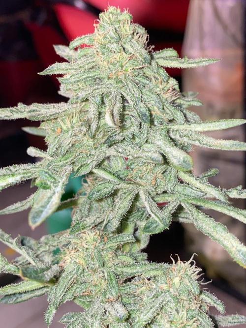 Second run of it 💚💜let’s Rock Contest. Week 11