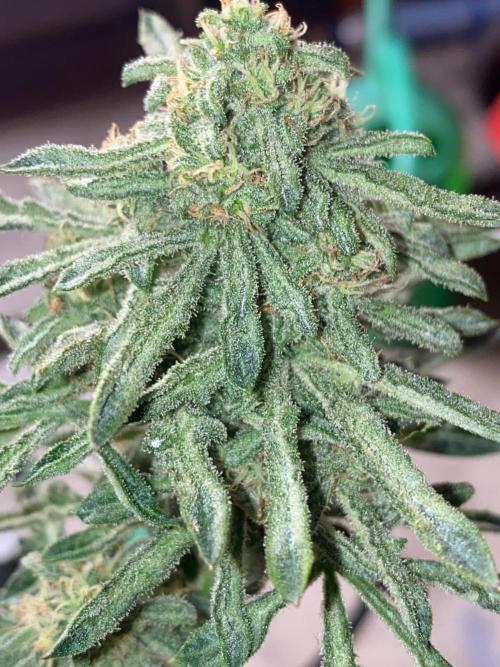 Second run of it 💚💜let’s Rock Contest. Week 11