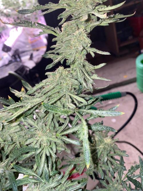 Second run of it 💚💜let’s Rock Contest. Week 11