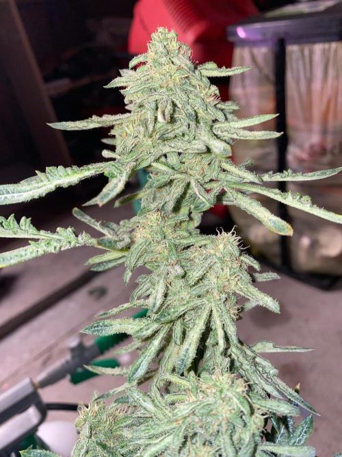 Second run of it 💚💜let’s Rock Contest. Week 11