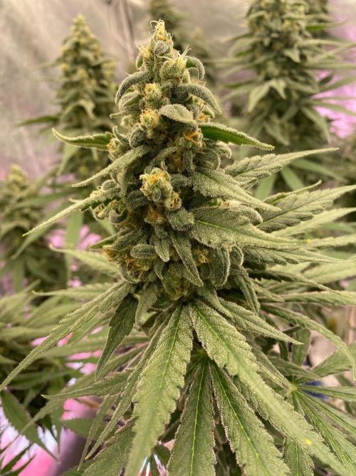 La Kush Cake. Week 10