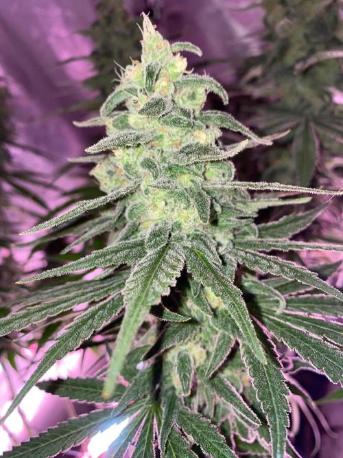 La Kush Cake. Week 10