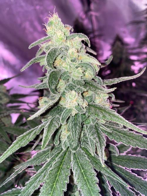 La Kush Cake. Week 10