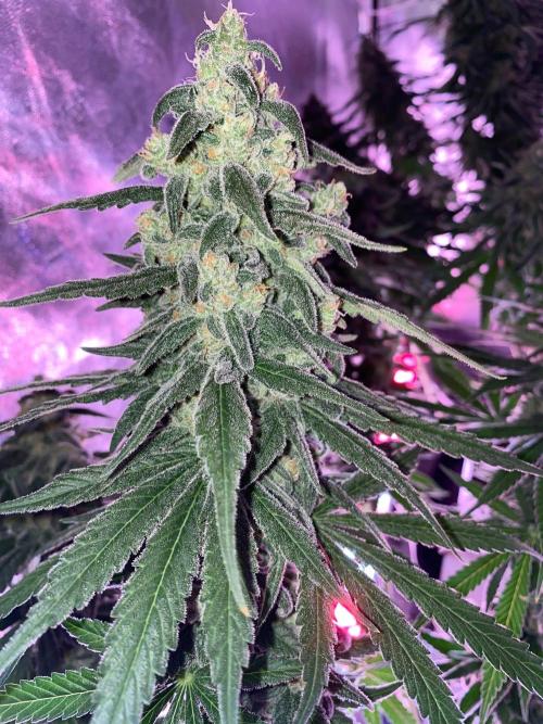 La Kush Cake. Week 10