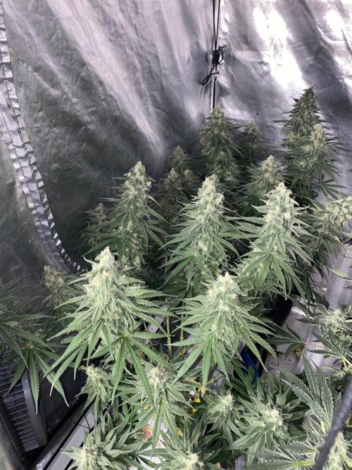 La Kush Cake. Week 10